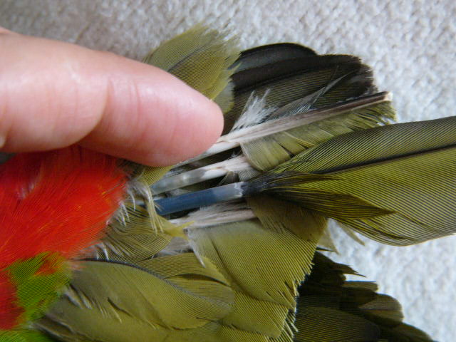 コンゴウインコクラブホームページ(JapanMacawClub)