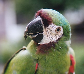 コンゴウインコ クラブhp 色んな種類のコンゴウ インコの写真