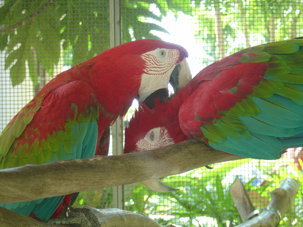 コンゴウインコ クラブhp 色んな種類のコンゴウ インコの写真