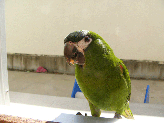 コンゴウインコ クラブhp 色んな種類のコンゴウ インコの写真