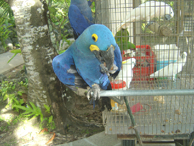 コンゴウインコ クラブhp 色んな種類のコンゴウ インコの写真